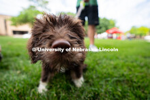 Arlo the dog is photographed during Discovery Days. The East Campus Discovery Days and Farmer’s Ma