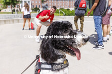 Hershey is a 1 1/2 year old labradoodle being trained as a therapy dog. He will be part of the UNL P