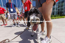 Hershey is a 1 1/2 year old labradoodle being trained as a therapy dog. He will be part of the UNL P