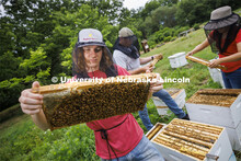 Rogan Tokach looks over a frame from a beehive on east campus. Tokach, a graduate student in entomol