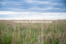 A pasture southwest of North Platte. July 6, 2022. 