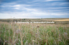 A pasture southwest of North Platte. July 6, 2022. 