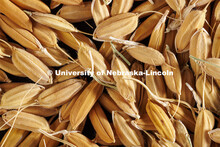Non-modified rice in Harkamal Walia’s lab on Keim Hall. August 2, 2022. 