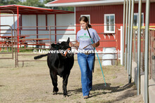 Showing cattle at the 4-H Logan County Fair in Stapleton, Nebraska. August 11, 2022. 