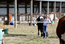 Showing cattle at the 4-H Logan County Fair in Stapleton, Nebraska. August 11, 2022. 