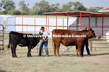 Showing cattle at the 4-H Logan County Fair in Stapleton, Nebraska. August 11, 2022. 