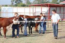 Showing cattle at the 4-H Logan County Fair in Stapleton, Nebraska. August 11, 2022. 