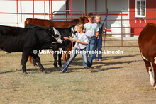 Showing cattle at the 4-H Logan County Fair in Stapleton, Nebraska. August 11, 2022. 