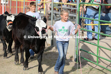 Showing cattle at the 4-H Logan County Fair in Stapleton, Nebraska. August 11, 2022. 