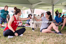 Wellness Fest and Goat Yoga on the Nebraska Union green space. August 20, 2022. 