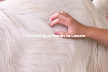 Wellness Fest and Goat Yoga on the Nebraska Union green space. August 20, 2022. 