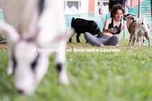 Wellness Fest and Goat Yoga on the Nebraska Union green space. August 20, 2022. 