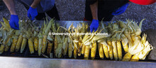 Thousands of ears of corn were roasted for Cornstalk. Homecoming Parade and Cornstalk. September 30,