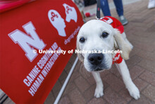 A Lab poses for a picture in front of the Canine Connection Lab and Human Interaction sign. Homecomi