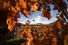 Fall leaves frame the cupola on the Love Library. Fall on city campus. October 27, 2022. 