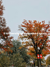Fall on City Campus. November, 2022. Photos by Katie Black and Taylor DeMaro / University Communicat
