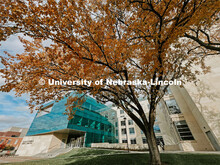 Fall on City Campus. November, 2022. Photos by Katie Black and Taylor DeMaro / University Communicat