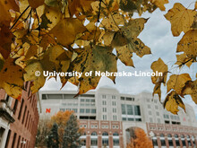 Fall on City Campus. November, 2022. Photos by Katie Black and Taylor DeMaro / University Communicat