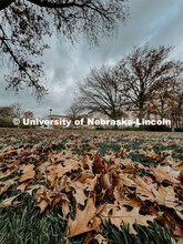 Fall on City Campus. November, 2022. Photos by Katie Black and Taylor DeMaro / University Communicat