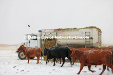 New years blizzard. Cattle and livestock on the Diamond Bar Ranch north of Stapleton, NE, in the Neb