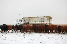 New years blizzard. Cattle and livestock on the Diamond Bar Ranch north of Stapleton, NE, in the Neb