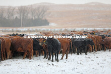 New years blizzard. Cattle and livestock on the Diamond Bar Ranch north of Stapleton, NE, in the Neb