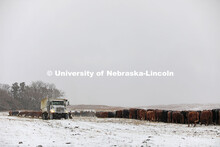New years blizzard. Cattle and livestock on the Diamond Bar Ranch north of Stapleton, NE, in the Neb