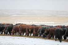 New years blizzard. Cattle and livestock on the Diamond Bar Ranch north of Stapleton, NE, in the Neb