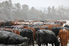 New years blizzard. Cattle and livestock on the Diamond Bar Ranch north of Stapleton, NE, in the Neb