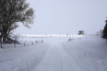 New years blizzard. Cattle and livestock on the Diamond Bar Ranch north of Stapleton, NE, in the Neb