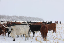New years blizzard. Cattle and livestock on the Diamond Bar Ranch north of Stapleton, NE, in the Neb