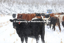 New years blizzard. Cattle and livestock on the Diamond Bar Ranch north of Stapleton, NE, in the Neb