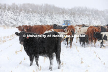 New years blizzard. Cattle and livestock on the Diamond Bar Ranch north of Stapleton, NE, in the Neb