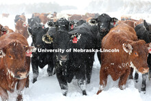 New years blizzard. Cattle and livestock on the Diamond Bar Ranch north of Stapleton, NE, in the Neb