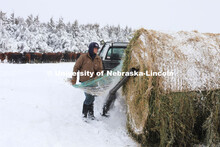 New years blizzard. Cattle and livestock on the Diamond Bar Ranch north of Stapleton, NE, in the Neb