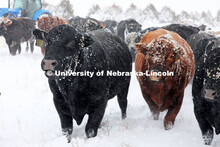 New years blizzard. Cattle and livestock on the Diamond Bar Ranch north of Stapleton, NE, in the Neb