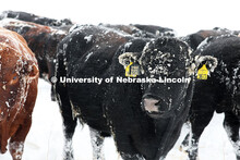 New years blizzard. Cattle and livestock on the Diamond Bar Ranch north of Stapleton, NE, in the Neb