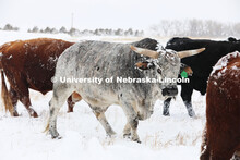 New years blizzard. Cattle and livestock on the Diamond Bar Ranch north of Stapleton, NE, in the Neb