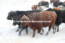 New years blizzard. Cattle and livestock on the Diamond Bar Ranch north of Stapleton, NE, in the Neb