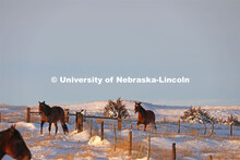 New years blizzard. Horses and livestock on the Diamond Bar Ranch north of Stapleton, NE, in the Neb