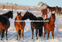 New years blizzard. Horses and livestock on the Diamond Bar Ranch north of Stapleton, NE, in the Neb