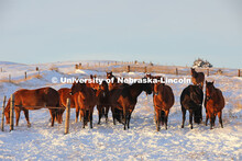 New years blizzard. Horses and livestock on the Diamond Bar Ranch north of Stapleton, NE, in the Neb