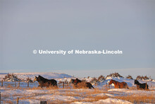New years blizzard. Horses and livestock on the Diamond Bar Ranch north of Stapleton, NE, in the Neb