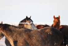 New years blizzard. Horses and livestock on the Diamond Bar Ranch north of Stapleton, NE, in the Neb