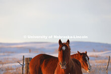 New years blizzard. Horses and livestock on the Diamond Bar Ranch north of Stapleton, NE, in the Neb