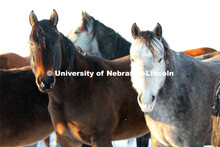 New years blizzard. Horses and livestock on the Diamond Bar Ranch north of Stapleton, NE, in the Neb