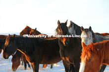 New years blizzard. Horses and livestock on the Diamond Bar Ranch north of Stapleton, NE, in the Neb