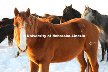 New years blizzard. Horses and livestock on the Diamond Bar Ranch north of Stapleton, NE, in the Neb