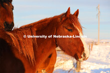 New years blizzard. Horses and livestock on the Diamond Bar Ranch north of Stapleton, NE, in the Neb