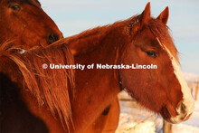 New years blizzard. Horses and livestock on the Diamond Bar Ranch north of Stapleton, NE, in the Neb